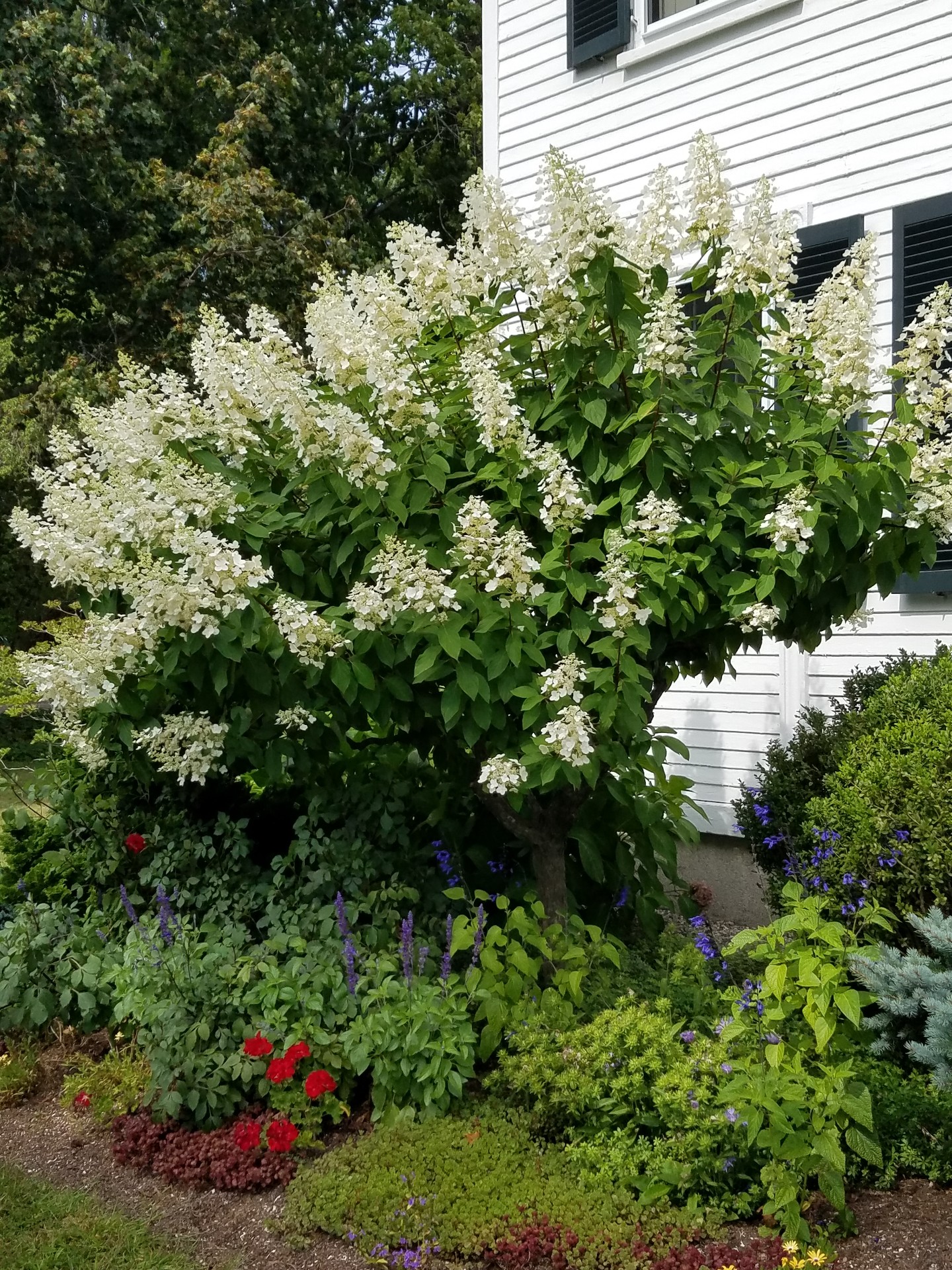 Hydrangea paniculata 'Tardiva'